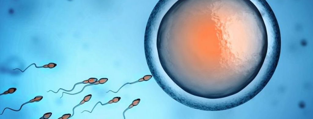 phd in reproductive biology in usa