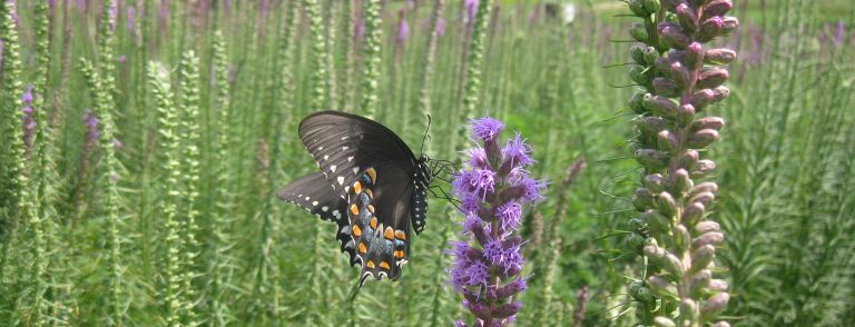 Why We Need Insects | Insect Biodiversity Center | The Huck Institutes ...