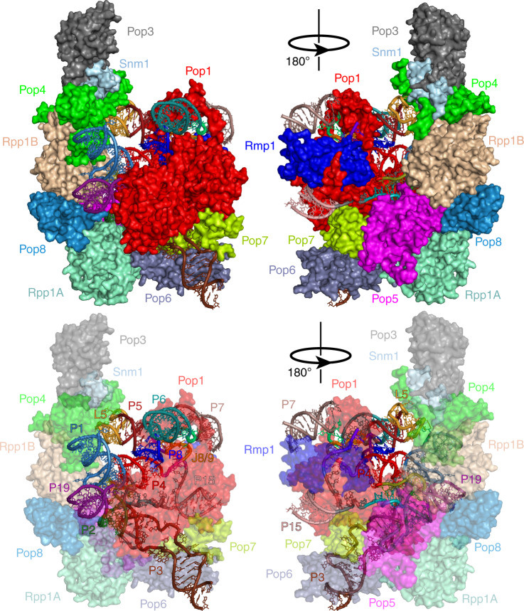 Cryo-EM structure of catalytic ribonucleoprotein complex RNase MRP