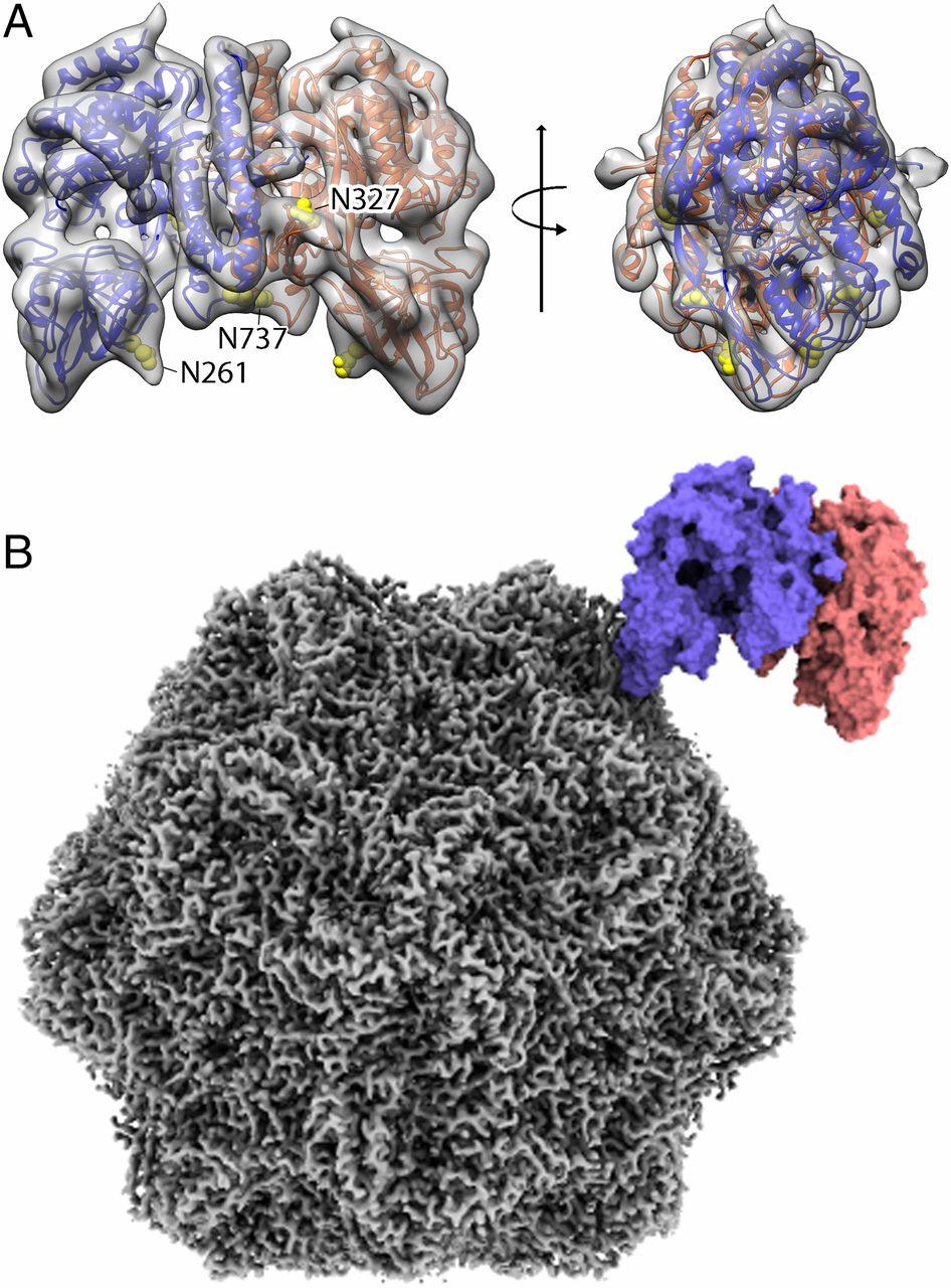 Transferrin receptor binds virus capsid with dynamic motion