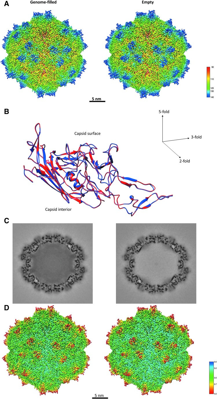Filling Adeno-Associated Virus Capsids: Estimating Success by Cryo-Electron Microscopy