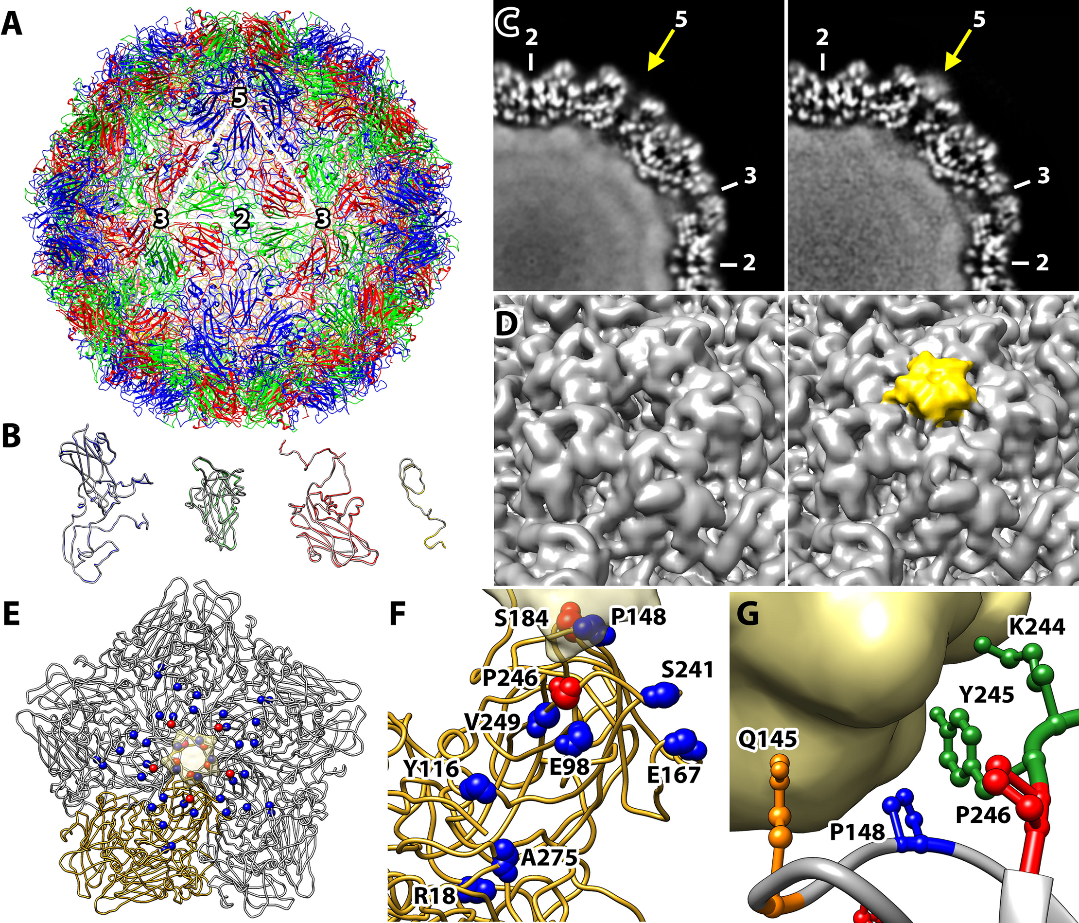 Viral engagement with host receptors blocked by a novel class of tryptophan dendrimers that targets the 5-fold-axis of the enterovirus-A71 capsid