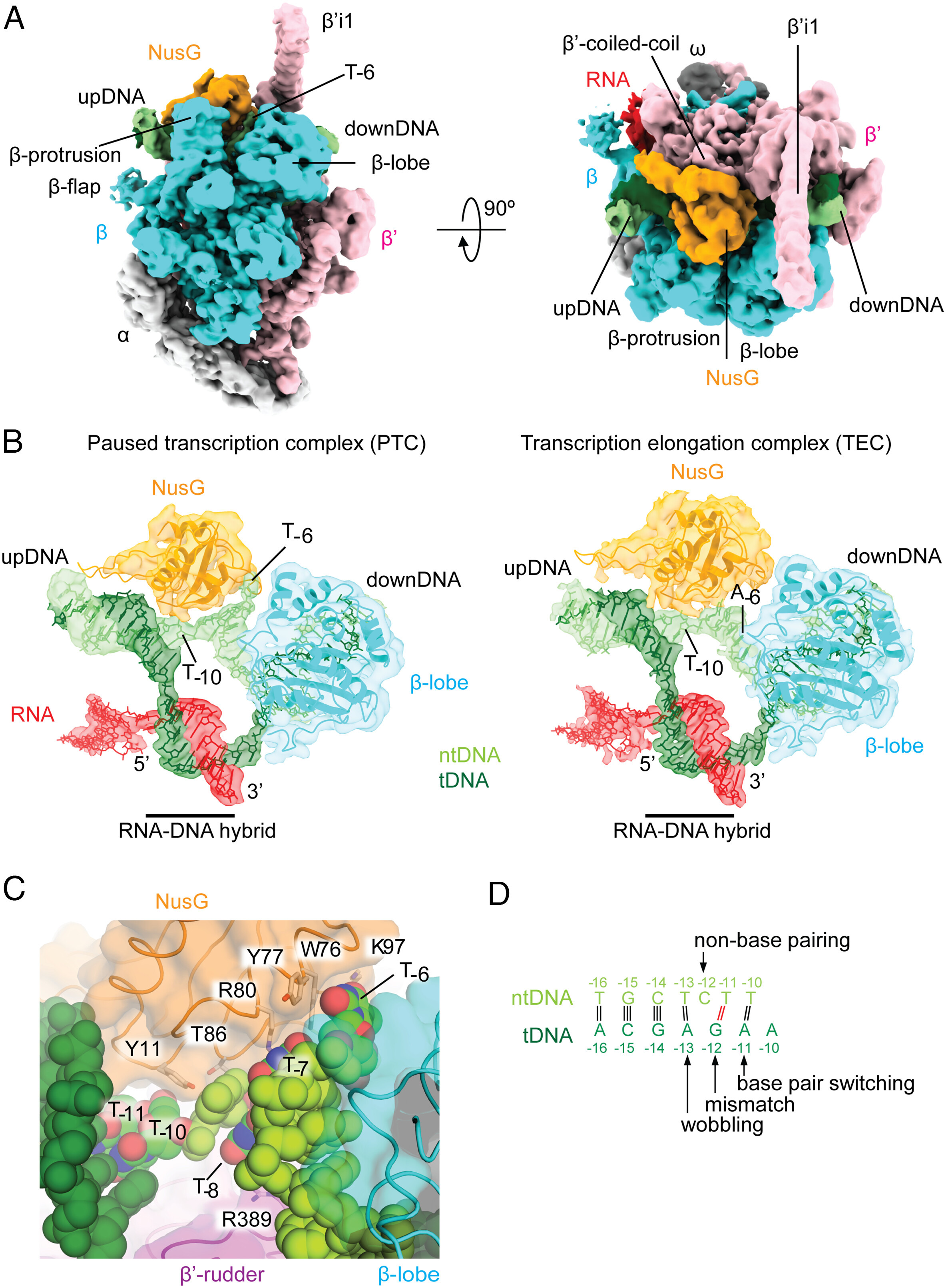 Allosteric mechanism of transcription inhibition by NusG-dependent pausing of RNA polymerase