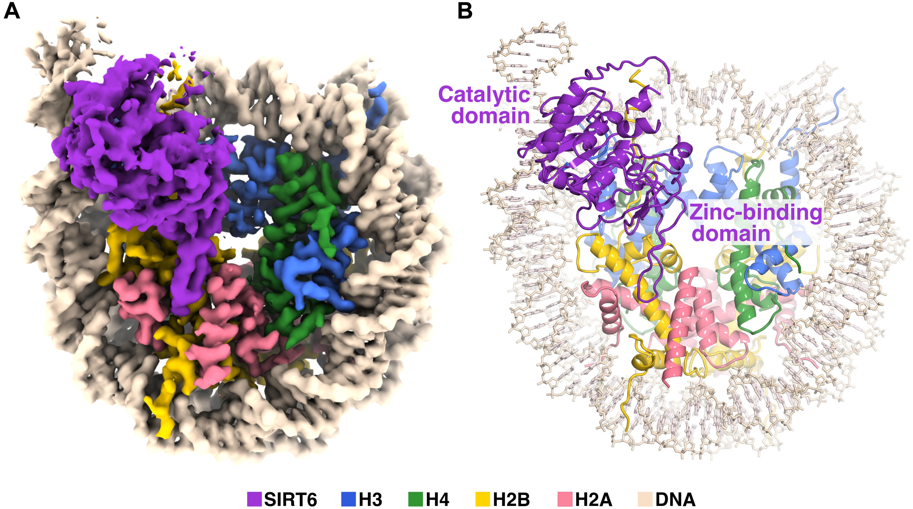 Cryo-EM structure of the human Sirtuin 6-nucleosome complex