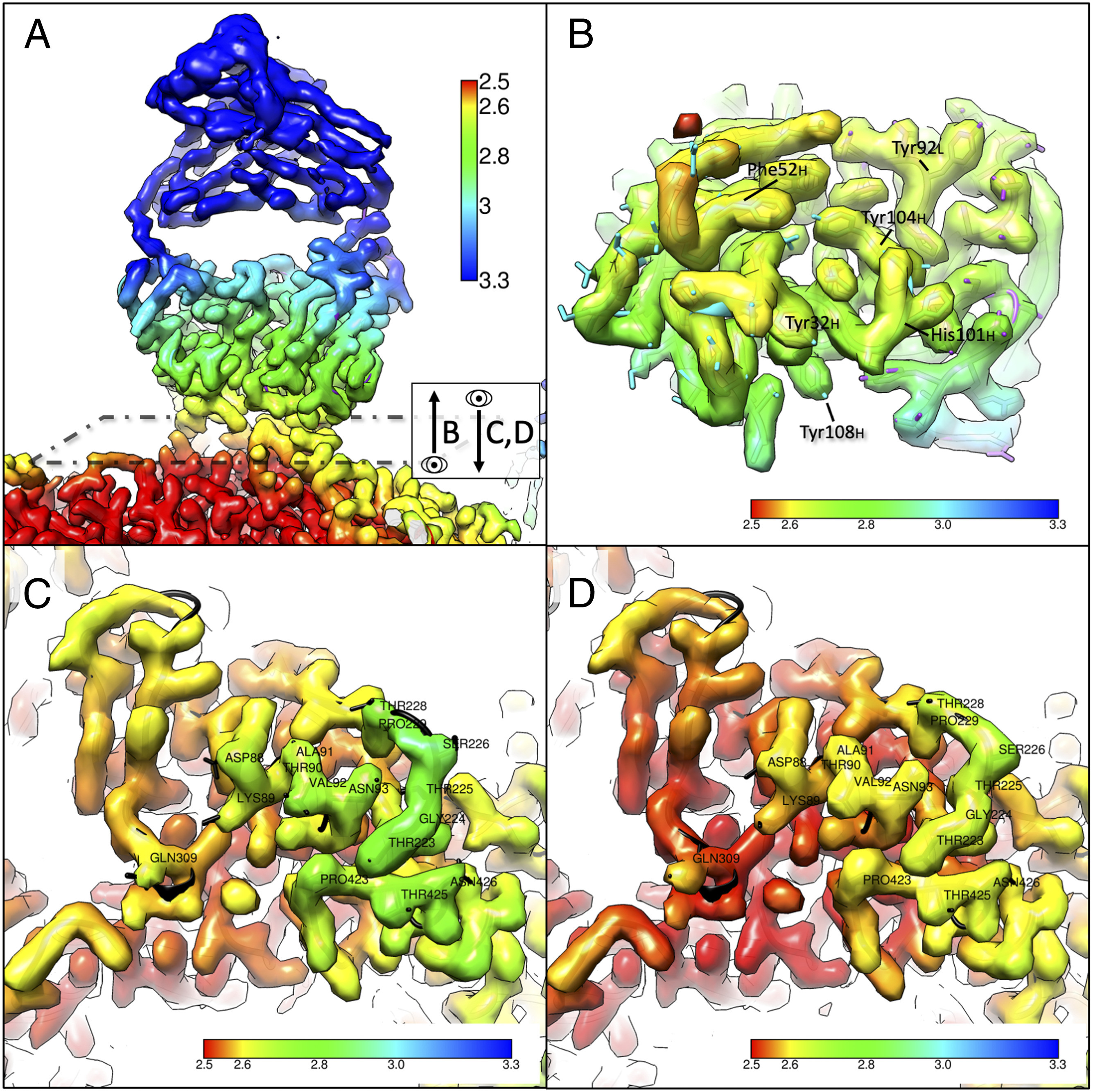 High-resolution asymmetric structure of a Fab-virus complex