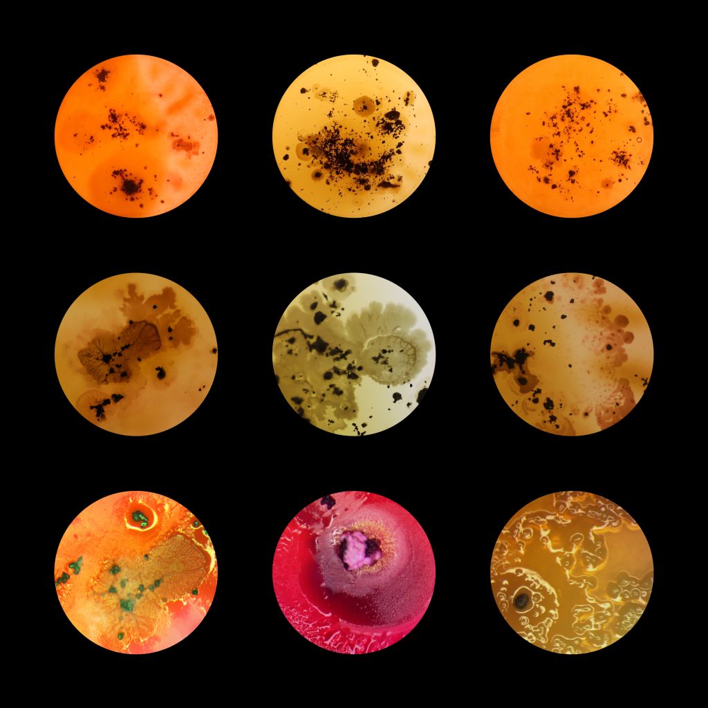 Images or microbial cultures