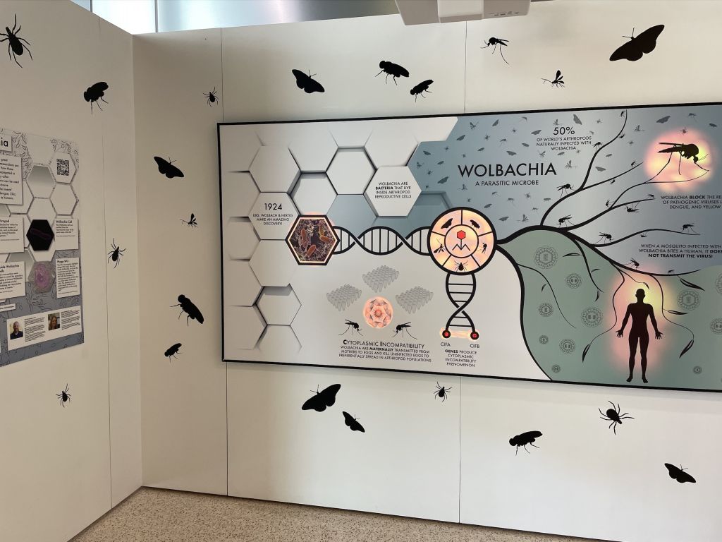 Photo of the Wolbachia Wall, an interactive educational tool.