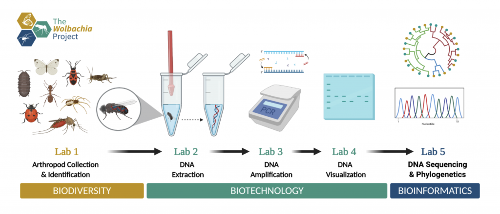 Graphic showing the 5 steps of the Wolbachia Project lab series.