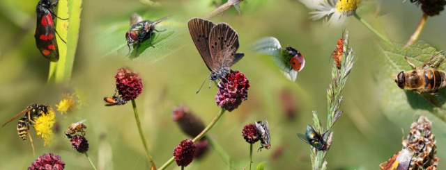 Agroecology and Plant Interactions | Center for Chemical Ecology | The ...