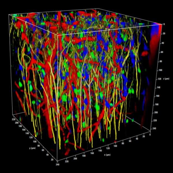 News: Newly acquired Leica SP8 DIVE Multiphoton Microscope enables deep ...