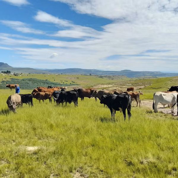 Rangelands offer potential for natural climate solutions — storing vast quantities of carbon in rangeland soils while also supporting the livelihoods of communities. Credit: Conservation South Africa. All Rights Reserved.