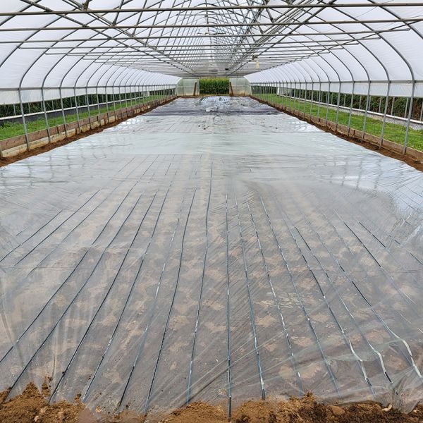 In anaerobic soil disinfestation, after organic amendments are mixed in, the soil is irrigated to saturation and covered with impermeable plastic, as shown here, creating no-oxygen conditions that suppress weeds.