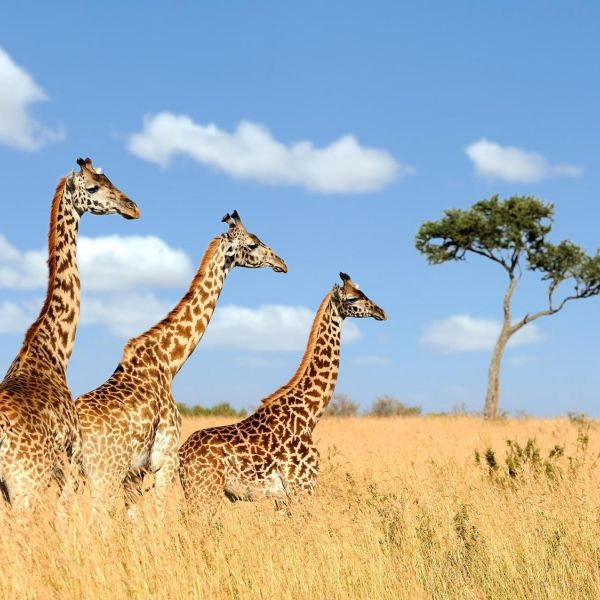 Three giraffes in Masai Mara National Park. Credit: Byrdyak/Wikimedia Commons. All Rights Reserved.