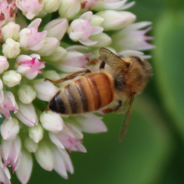 Penn State has become the 55th educational institution in the nation to be certified as an affiliate of the Bee Campus USA program, designed to marshal the strength of educational campuses for the benefit of pollinators.IMAGE: PENN STATE