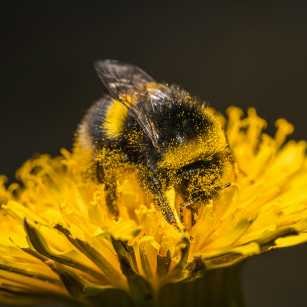 Recent findings will help identify the groups of bees that may be most at-risk and aid in creating conservation strategies, according to researchers. Credit: Neringa Normantaite/Unsplash. All Rights Reserved.