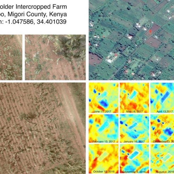A grant from the Bill and Melinda Gates Foundation will enable Penn State researchers to explore whether high-resolution satellite imagery can accurately identify insect and disease damage to crops on small African farms.