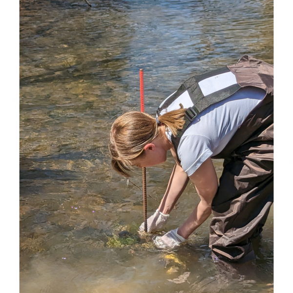 Research team leader Heather Preisendanz, professor of agricultural and biological engineering at Penn State, deploys a sampling device in Spruce Creek to detect contaminants of emerging concern in the water. Credit: Penn State. Creative Commons