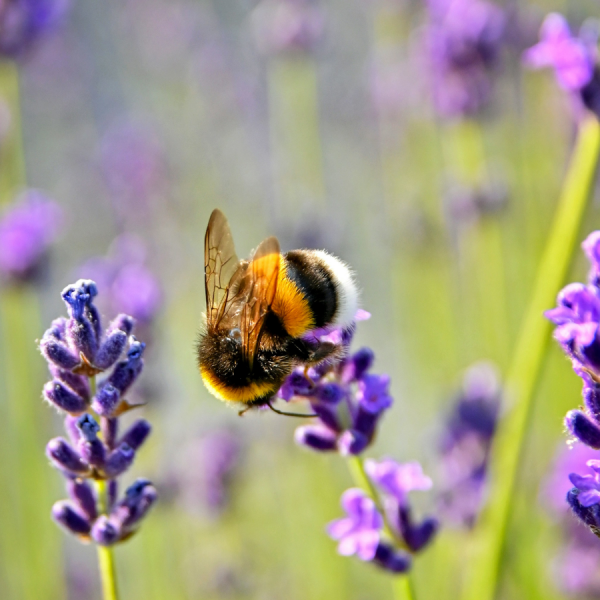 The new method may eventually help give insight into why bee populations are declining overall, according to the researchers. Credit: Adonyi Gábor/Unsplash. All Rights Reserved.