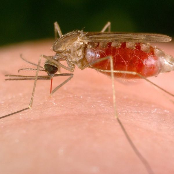 An Anopheles freeborni mosquito takes a blood meal. Native to North America, An. freeborni is one species that researchers say could spread Mayaro virus in the United States. IMAGE: JAMES GATHANY, CENTERS FOR DISEASE CONTROL