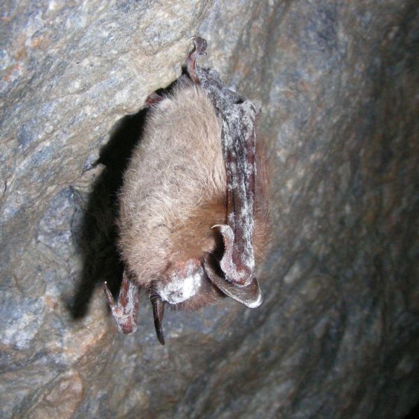A hibernating little brown bat showing the symptoms of white-nose syndrome. IMAGE: MARVIN MORIARTY/USFWS