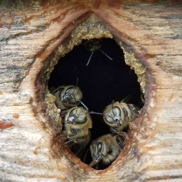 Feral honey bees gather at the entrance to their nest in an abandoned shed in Harrison Valley, Pennsylvania. Researchers have found that such feral colonies may have higher tolerance to pathogens than managed honey bee colonies. IMAGE: KATY EVANS