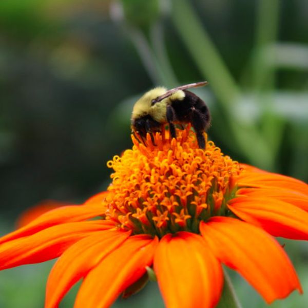 Penn State and Freiburg University are offering a public-facing, three-credit graduate course titled, “Global Perspectives in Integrated Pest and Pollinator Management.”
