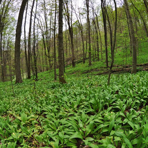 The agroforestry practice of forest farming may be a solution to conservation challenges surrounding the wild exploitation of ramps, often called wild leeks, but it requires proper site selection to be successful. Credit: Penn State. Creative Commons