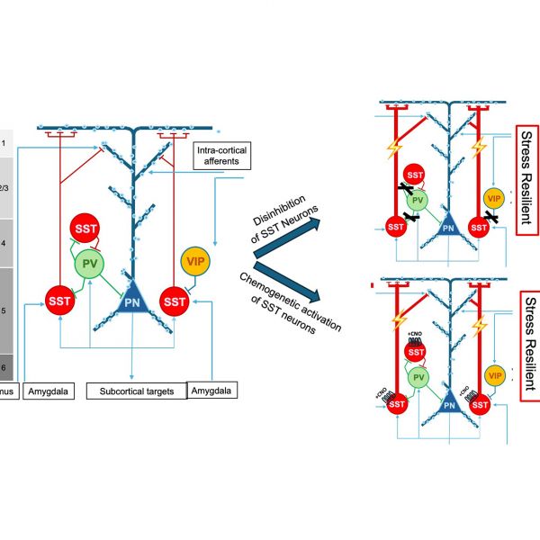 New research finds sex-specific regions of the brain can relieve the detrimental effects of chronic stress in male and female mice. Left: Schematic showing a cortical microcircuit with three types of interneurons expressing somatostatin (SST), parvalbumin (PV) or vasointestinal peptide (VIP) and their distinct patterns of innervation of glutamatergic output neurons (PNs), with thin lines representing axons that send chemical signals and the thicker lines of PNs representing dendrites that receive information. There is selective innervation of the distal ends of PN dendrites by axons of SST neurons. Right: Increased activity of SST neurons by genetically induced disinhibition, on top right, or by chemogenetic activation of SST neurons in the medial prefrontal cortex, on bottom right, leads to stress resilience and facilitates the reversal of the detrimental behavioral effects of stress exposure in male but not female mice. Credit: Bernhard Lüscher / Penn State. Creative Commons