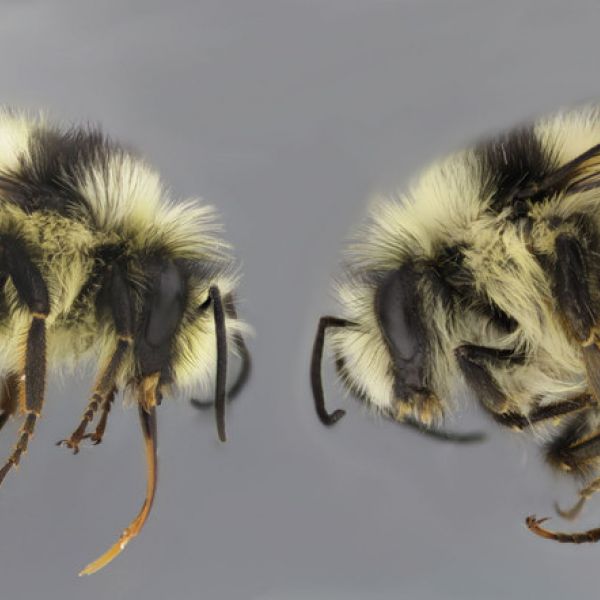 A new study led by researchers at Penn State has identified the gene responsible for the color switch between the red and black color forms of the bumble bee, Bombus melanopygus. The black form is similar to other bees in the Pacific Coastal region while the red form is similar to other bees in the Rocky Mountain region. IMAGE: LI TIAN, PENN STATE