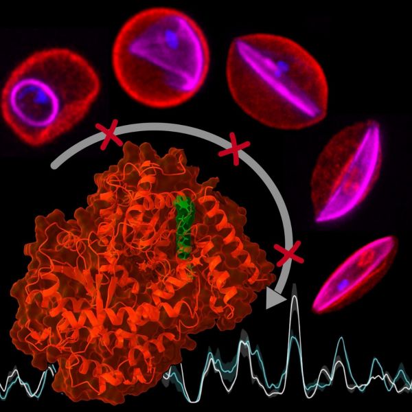 New research lends insight into the regulatory control of gene expression in the deadliest of the malaria parasites, Plasmodium falciparum, and provides opportunities for the development of new therapeutic approaches against the disease. PfSnf2L, in red, is an essential malaria parasite protein for developing from the asexual ring to the sexual transmission stage — shown at top with the arrow illustrating the trajectory of various stages of sexual development. When the PfSnf2L enzyme is inhibited by the small molecule, NH125, in green, this leads to disordered DNA packaging. Changes in DNA packaging with active — the white line — and inactive PfSnf2L enzyme — the blue line — are depicted. When the DNA packaging is disrupted, the necessary information for parasite development can no longer be read out and the malaria parasites die thereby blocking transmission. Credit: Längst and Kannan Venugopal/Marti laboratory. All Rights Reserved.