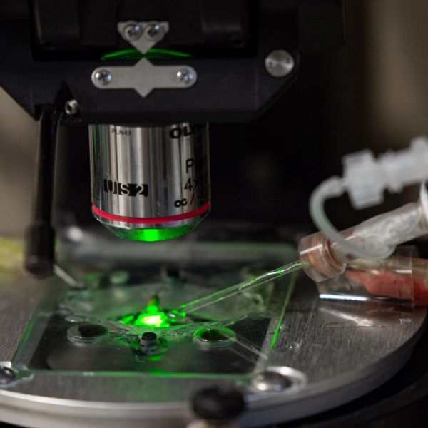 New research shows that binge drinking in early adult mice can lead to long-lasting and potentially permanent dysregulation in the brain. The researchers used patch-clamp electrophysiology, shown here, to understand how signaling in the brain was impacted by alcohol after a long period of abstinence. Credit: Kelby Hochreither / Penn State. Creative Commons