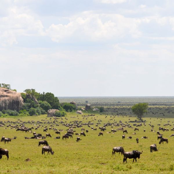 Increased human activities around the boundaries of the Serengeti National Park and Maasai Mara National Reserve in East Africa have damaged habitat and constrained the area available for the migration of wildebeest, zebra and gazelles. IMAGE: ANNA ESTES, PENN STATE