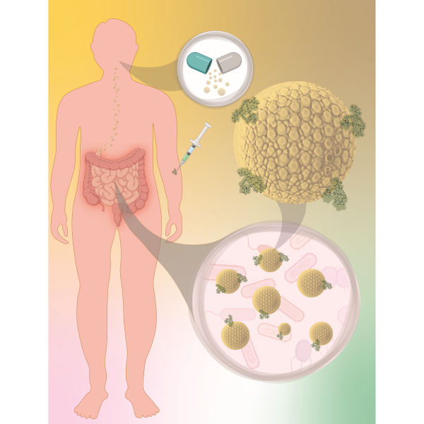 Researchers found that orally administered sevelamer — a dialysis drug — can bind off-target antibiotics, shown being injected into the arm here, in the gut. Off-target antibiotics, or antibiotics that end up in the body away from the point of infection, can contribute to bacteria evolving to develop antibiotic resistance.  Credit: Provided by Amir Sheikhi. All Rights Reserved.