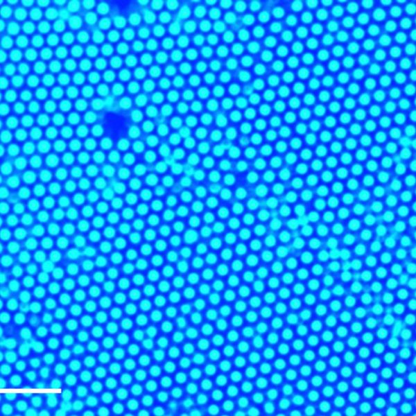 A new method by researchers at Penn State uses ultraviolet light and small amounts of gold or titanium dioxide nanoparticles to gather larger particles of interest at the point of light. This method was used to gather polystyrene particles, which form a well-packed structure called a colloid crystal, as depicted in this image. IMAGE: SEN LAB, PENN STATE