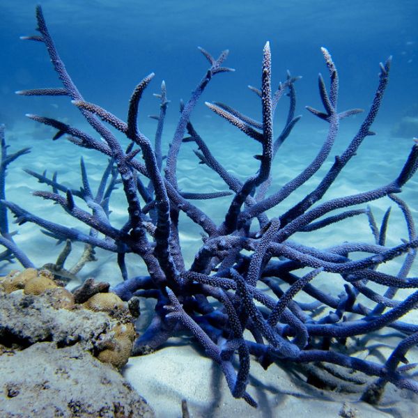 A blue Acroporid coral in Lizard Island lagoon off the coast of Australia. New research shows that corals and their microbiomes have coevolved for hundreds of millions of years. IMAGE: F. JOSEPH POLLOCK, PENN STATE