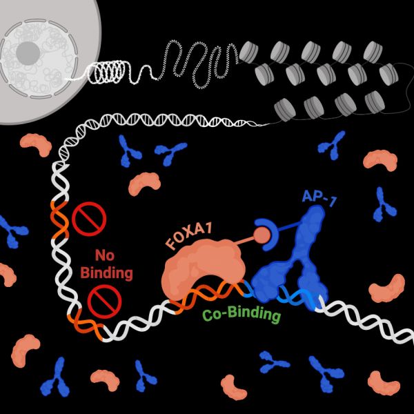 New experimental technique developed by Penn State researchers helps uncover how certain proteins cooperate to bind to otherwise closed regions of the genome to facilitate cell differentiation and development. Illustration shows expanded view of chromosome from a cell at the upper left. The “pioneer factor” FOXA1 co-binds with AP-1, allowing FOXA1 to locate target sites in the genome with high specificity. Credit: Holly Godin/Bai Laboratory / Penn State.