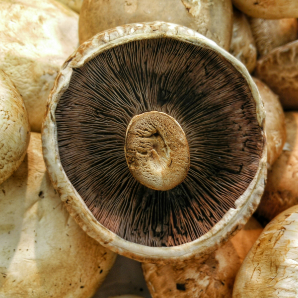 The findings are a step in identifying beneficial microorganisms that potentially could be used to improve mushroom harvests and prevent disease, the researchers said. Credit: Harshal S. Hirve/Unsplash. All Rights Reserved.