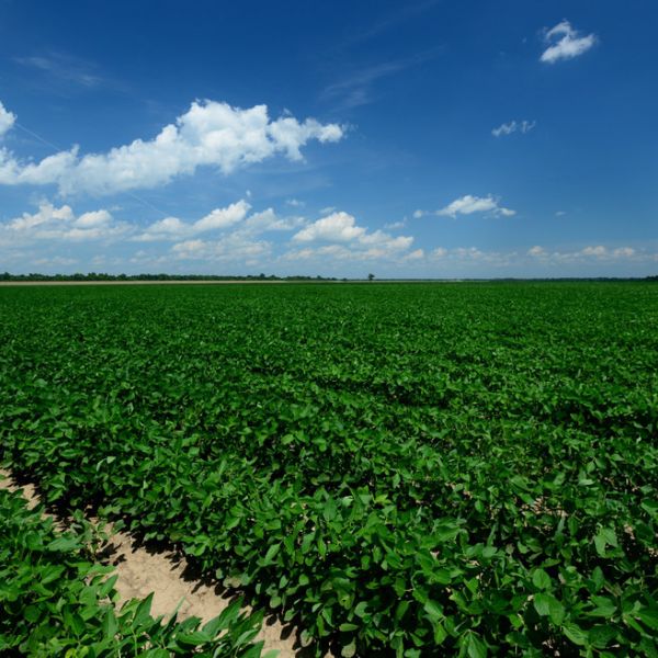 Soybean was a logical crop on which to conduct the research. It is the most widely grown legume in the world. The research is important because it portends how crop yields and tolerance for conditions such as drought and extreme heat will be enhanced in the future, according to lead researcher Sally Mackenzie, professor in the departments of Biology and Plant Science at Penn State. IMAGE: STEPHEN KIRKPATRICK / USDA NATIONAL RESOURCE CONSERVATION SERVICE