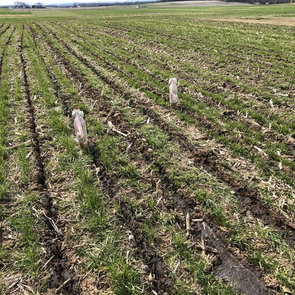 A research plot after dairy manure slurry was injected into a growing cover crop in early spring when temperatures were cooler, A new study demonstrated that the practice achieved multiple conservation goals while maintaining corn yield. Credit: Sailesh Sigdel/Penn State. All Rights Reserved.