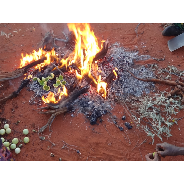 Martu women cook bush tomatoes in a campfire while waiting to roast the monitor lizards piled to the right of the fire. Credit: Photo used with permission from senior Martu estate holders, courtesy of Rebecca Bliege Bird. All Rights Reserved.