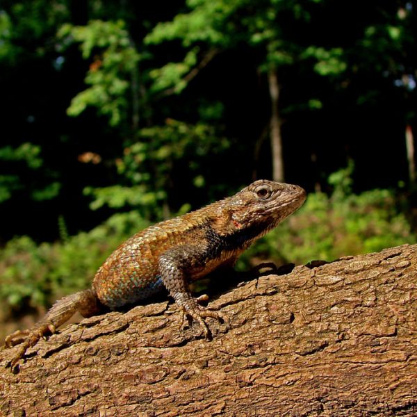 Lizards increasingly rely on camouflage to avoid predators as you move southward across their range, but the presence of invasive fire ants reverses this pattern. IMAGE: LANGKILDE LAB, PENN STATE