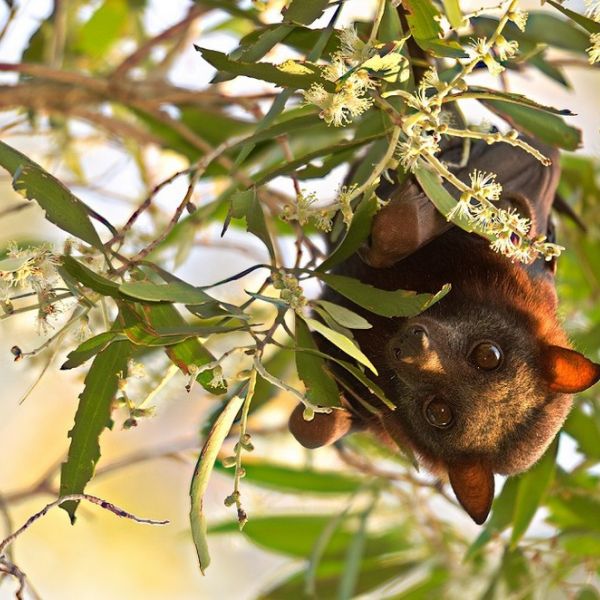 A young female Little Red Flying Fox at Baldwin Swamp Environment Park in Queensland, Australia. A new grant will allow an international team of researchers to study bat-borne viruses that have recently made the jump to humans. IMAGE: MEL CHRISTI