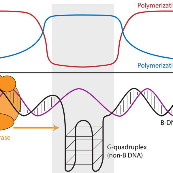 The speed and error rate of DNA Synthesis differs between regions of the genome that form the usual DNA structure (B DNA) and those regions that can form other structures (non-B DNA). Regions that can form G-quadruplexes (illustrated) slow down DNA synthesis and increase error rates, other non-B DNA structures can have the opposite effect. This phenomenon could help explain increased human genetic variation and increased divergence between human and orangutan at these sites and has implications for understanding cancer and neurological diseases associated with non-B DNA. IMAGE: WILFRIED GUIBLET, PENN STATE