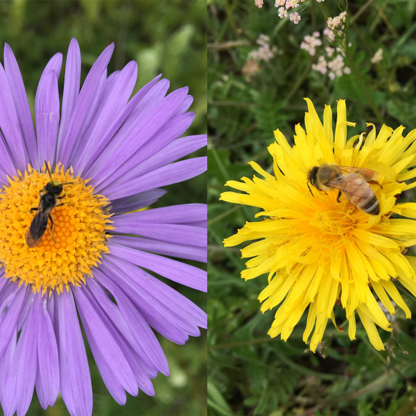 A native bee sits on a purple flower on the left, while a honey bee sits on a yellow flower on the right.  Credit: Provided by Margarita López-Uribe. All Rights Reserved.