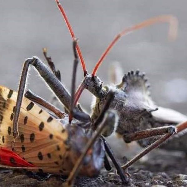 A study conducted by Penn State entomologists evaluated the effectiveness of various insects in potentially controlling spotted lanternfly populations. Credit: Contributed photo. All Rights Reserved.