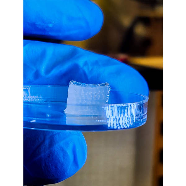 Researchers printed a centimeter cube cartilage construct via high-throughput Integrated Tissue Fabrication System for Bioprinting (HITS-Bio).  Credit: Courtesy of Ozbolat Lab at Penn State / Penn State. Creative Commons