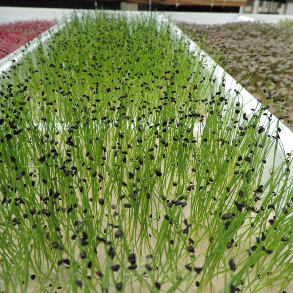 A new program offered by Penn State's College of Agricultural Sciences will provide growers with knowledge that can help them succeed in the expanding market for microgreens. Credit: Francesco Di Gioia/Penn State. All Rights Reserved.