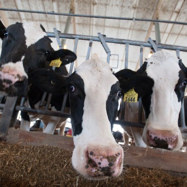 A led by Penn State researchers compared two treatments for a common uterine infection, called clinical metritis, that can lead to serious health problems for dairy cows. One treatment was based on antibiotics and the other was not. Both treatments had a similar clinical cure rate in mild cases of the disease. Credit: Penn State. Creative Commons