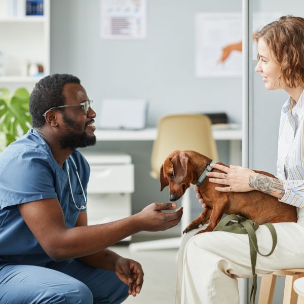 Salmonella infections in dogs may be an overlooked transmission vector to humans, researchers reported in a new study.  Credit: SeventyFour/Getty Images. All Rights Reserved.