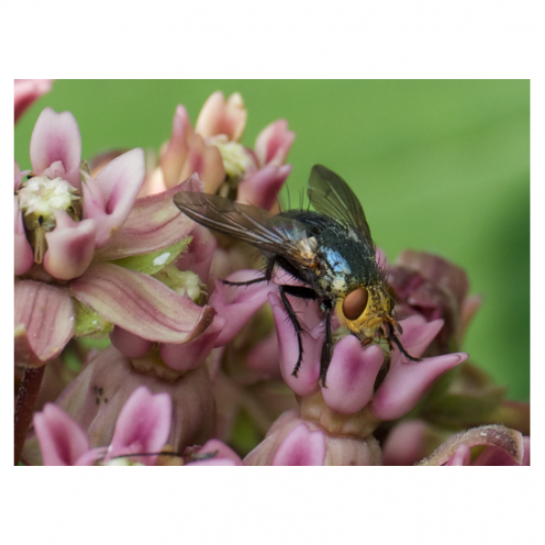 Flies play a crucial role as pollinators, second only to bees in terms of the volume of crops and habitat they pollinate. Pictured here is a blue fly pollinating common milkweed (Asclepias syriaca).  Credit: Martha B. Moss/Penn State Extension Master Gardener / Penn State. Creative Commons